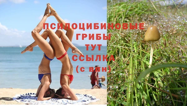 PSILOCYBIN Надым